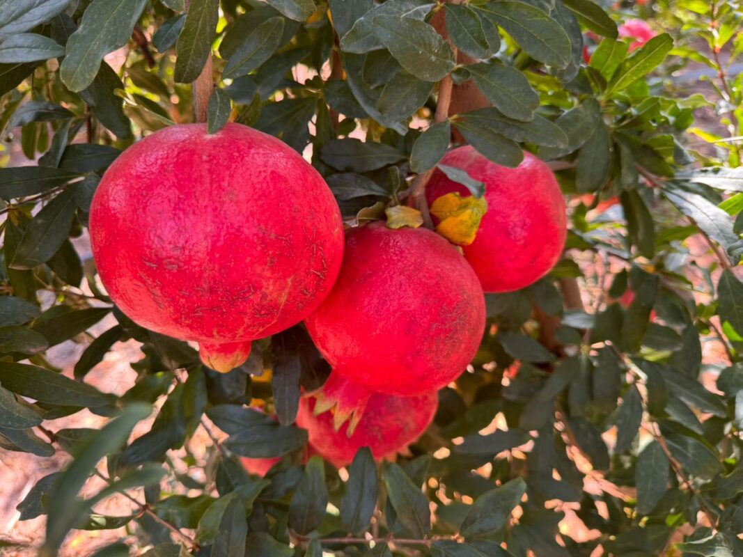 WhatsApp Image 2025-11-11 at 11.01.44 AM (1)