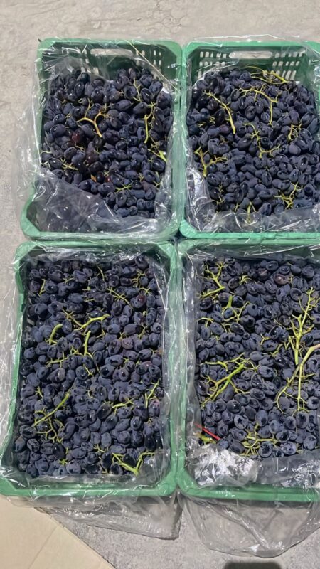 WhatsApp Image 2025-11-11 at 11.02.49 AM (1)