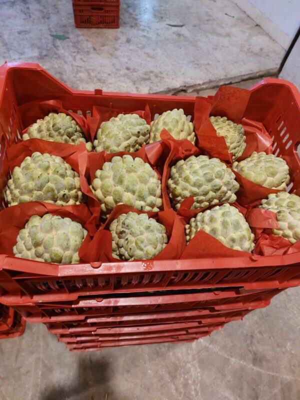 WhatsApp Image 2025-11-11 at 11.04.00 AM (4)