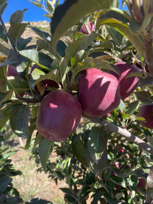 WhatsApp Image 2025-11-11 at 11.07.07 AM