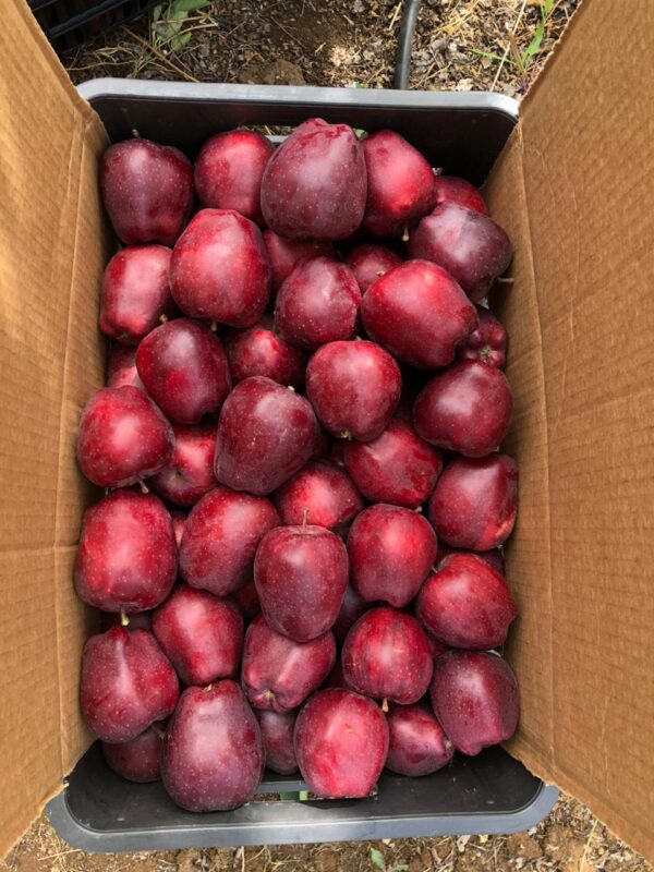 WhatsApp Image 2025-11-11 at 11.07.08 AM