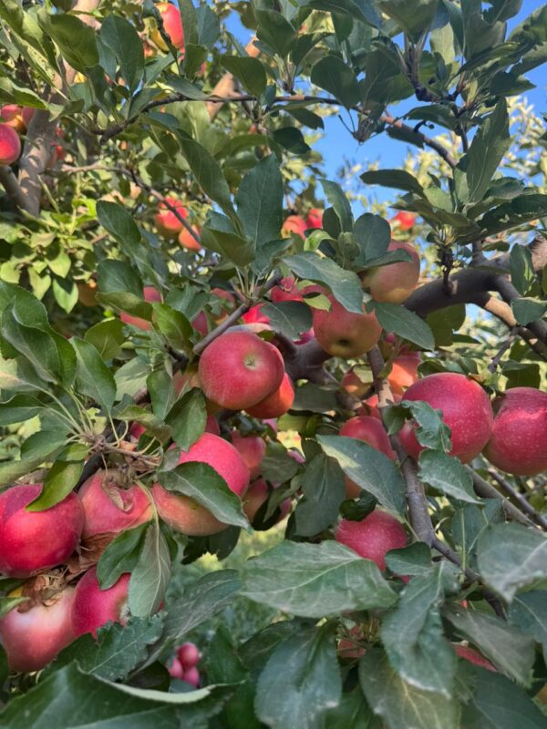 WhatsApp Image 2025-11-11 at 11.08.23 AM (2)