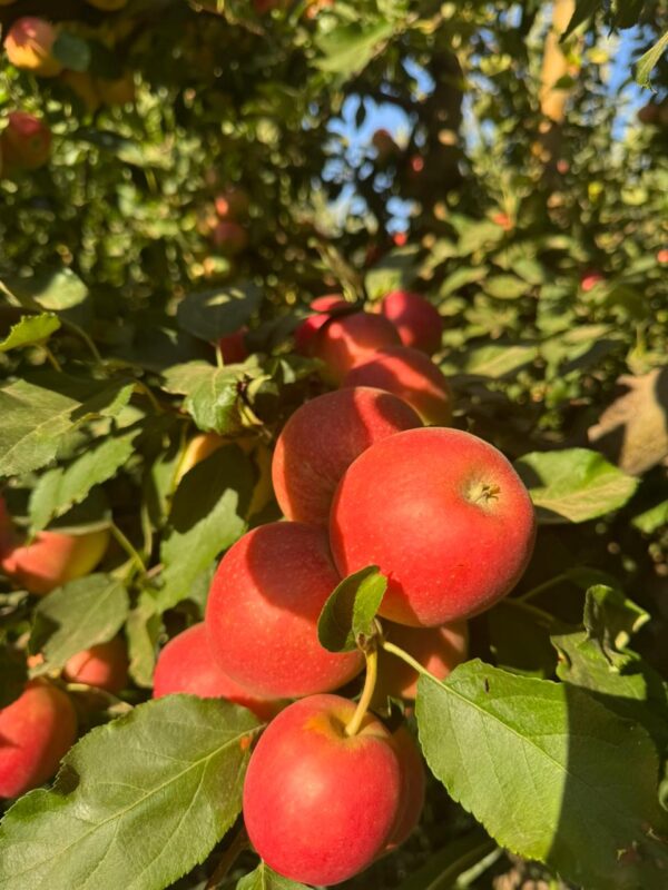 WhatsApp Image 2025-11-11 at 11.08.23 AM