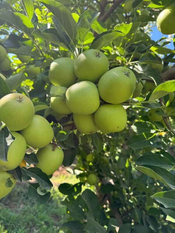 WhatsApp Image 2025-11-11 at 11.12.01 AM (2)