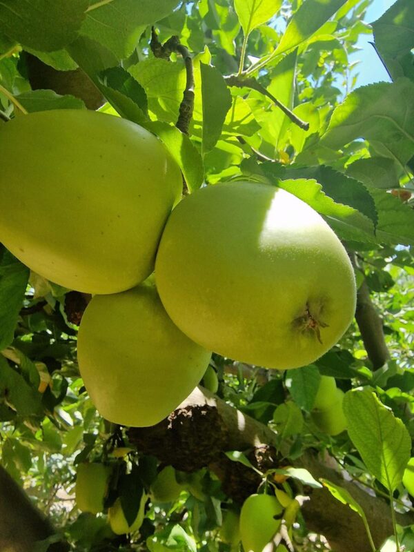 WhatsApp Image 2025-11-11 at 11.12.01 AM