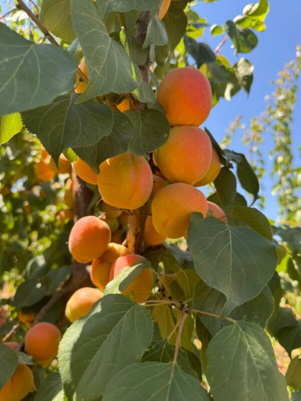 WhatsApp Image 2025-11-11 at 11.13.45 AM (5)