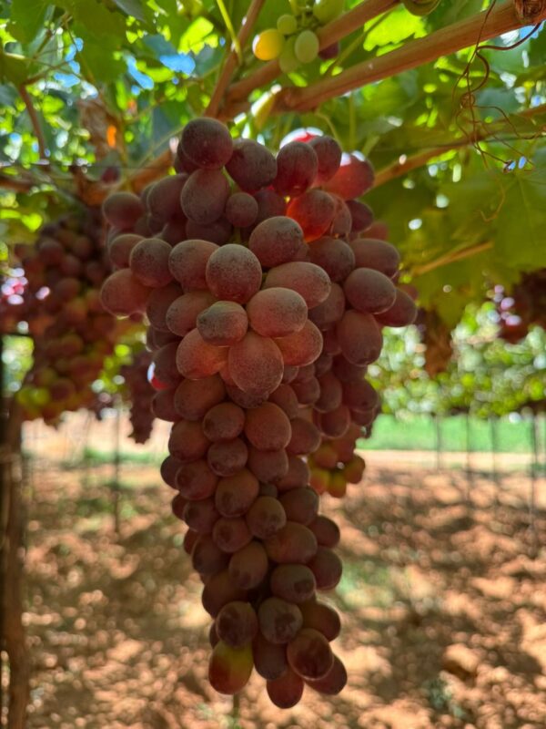 WhatsApp Image 2025-11-11 at 11.17.51 AM (4)