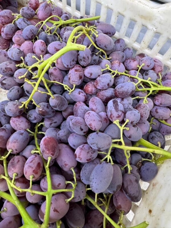 WhatsApp Image 2025-11-11 at 11.17.52 AM (3)