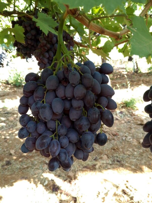 WhatsApp Image 2025-11-11 at 11.19.05 AM (1)