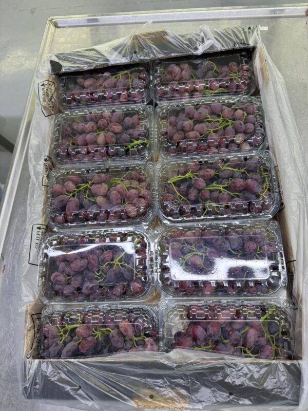 WhatsApp Image 2025-11-11 at 11.19.05 AM