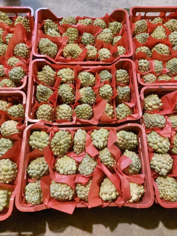 WhatsApp Image 2025-11-19 at 09.03.59 (3)