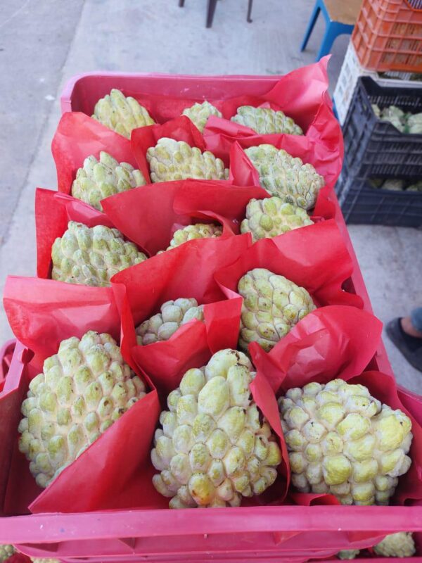 WhatsApp Image 2025-11-19 at 09.03.59