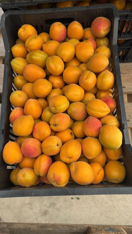 WhatsApp Image 2025-11-19 at 09.18.35 (3)