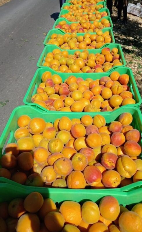 WhatsApp Image 2025-11-19 at 09.18.36 (3)