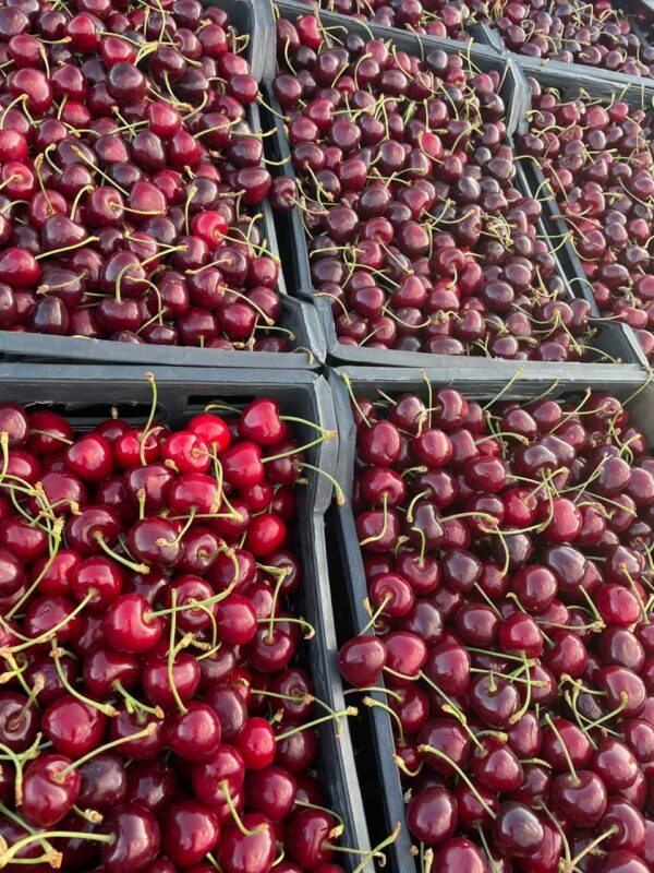 WhatsApp Image 2025-11-19 at 09.19.03 (1)