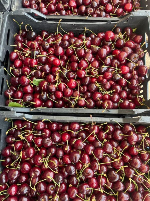 WhatsApp Image 2025-11-19 at 09.19.04 (2)