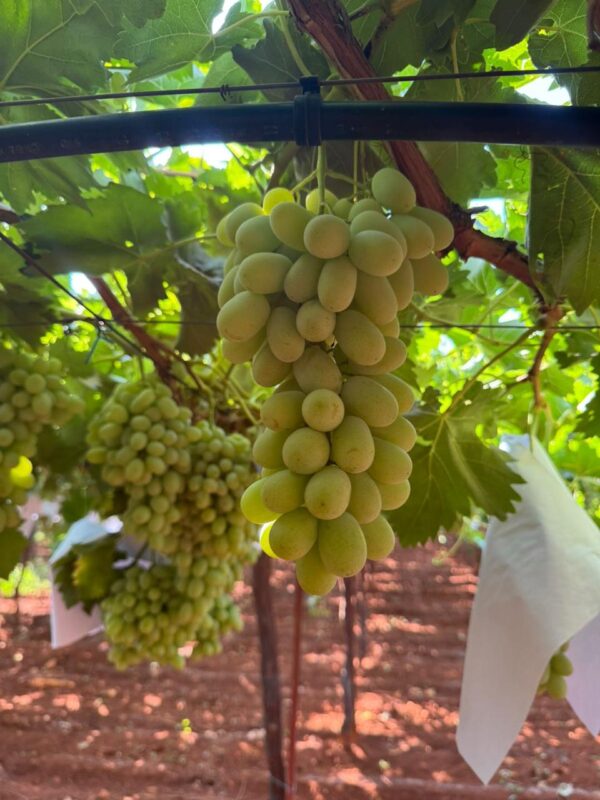 WhatsApp Image 2025-11-19 at 09.19.06 (5)