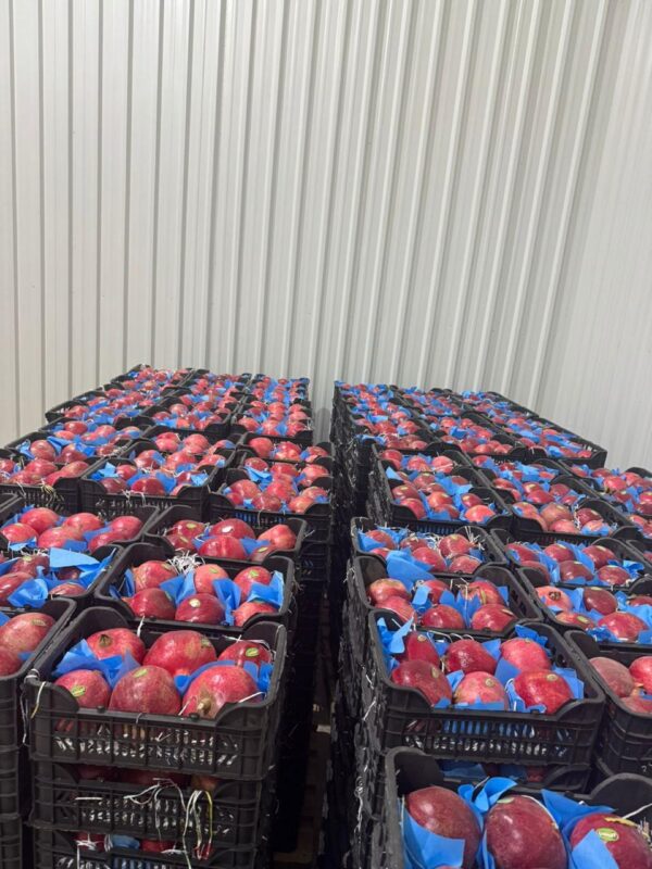 WhatsApp Image 2025-11-19 at 09.20.24